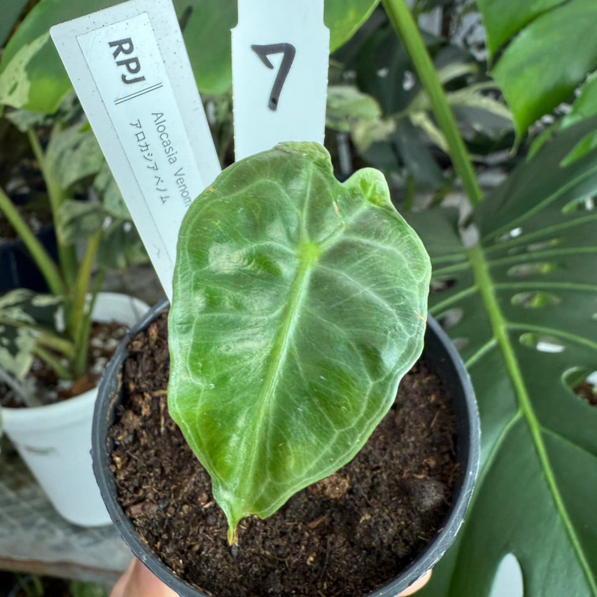 希少】アロカシア 'ベノム(ヴェノム)' 順化済み – RARE PLANTS JAPAN