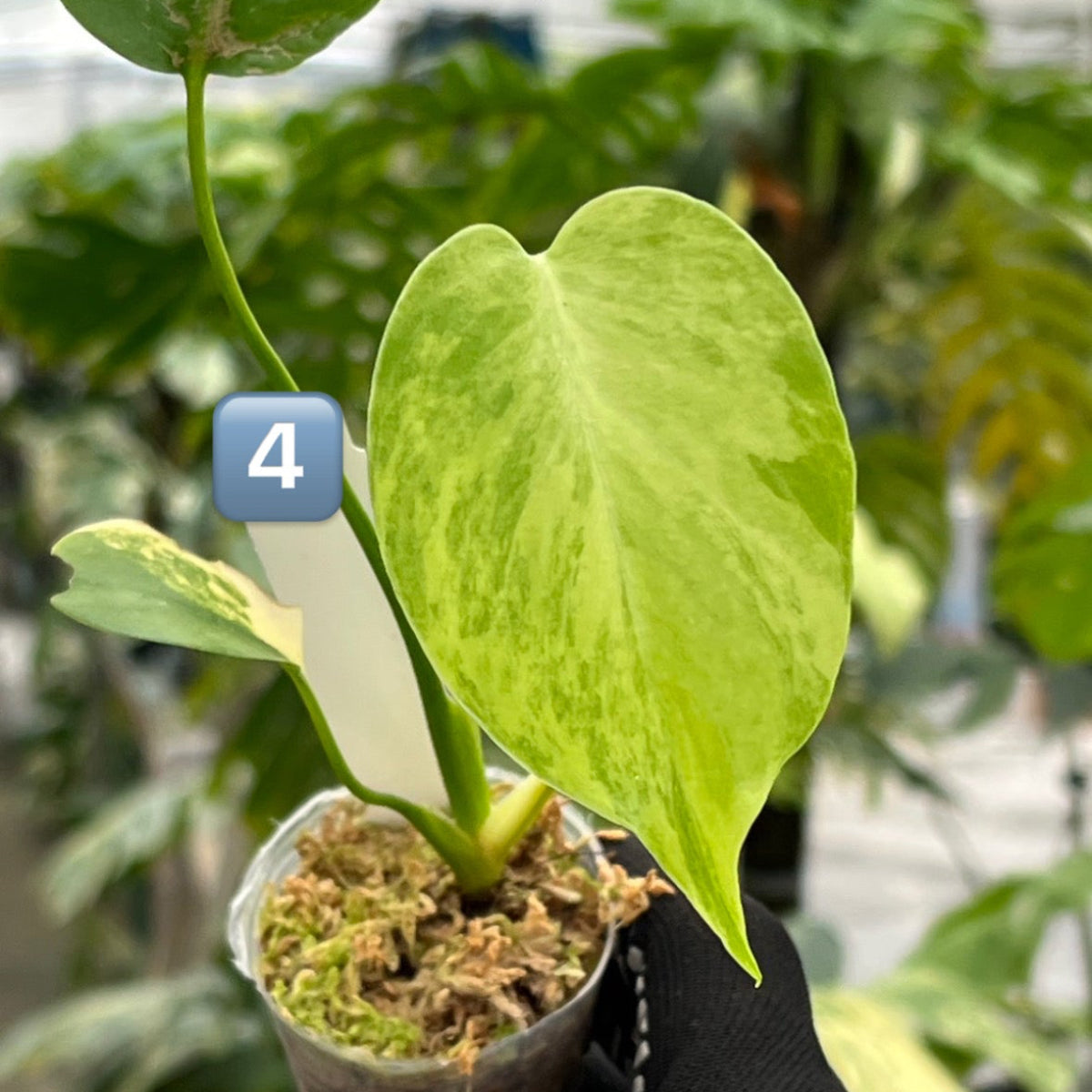 モンステラ・デリシオーサ 'イエローマリリン' 2号 TC株 順化済み