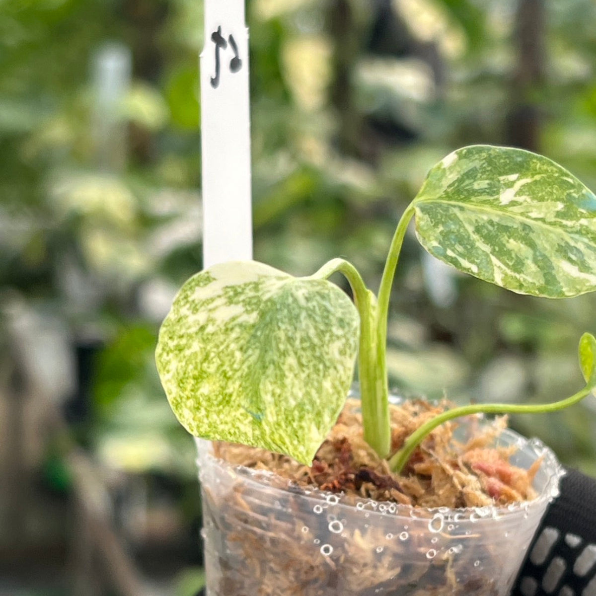 【シロウト園芸選抜株/2号サイズ】モンステラ・デリシオーサ　'タイコンステレーション'