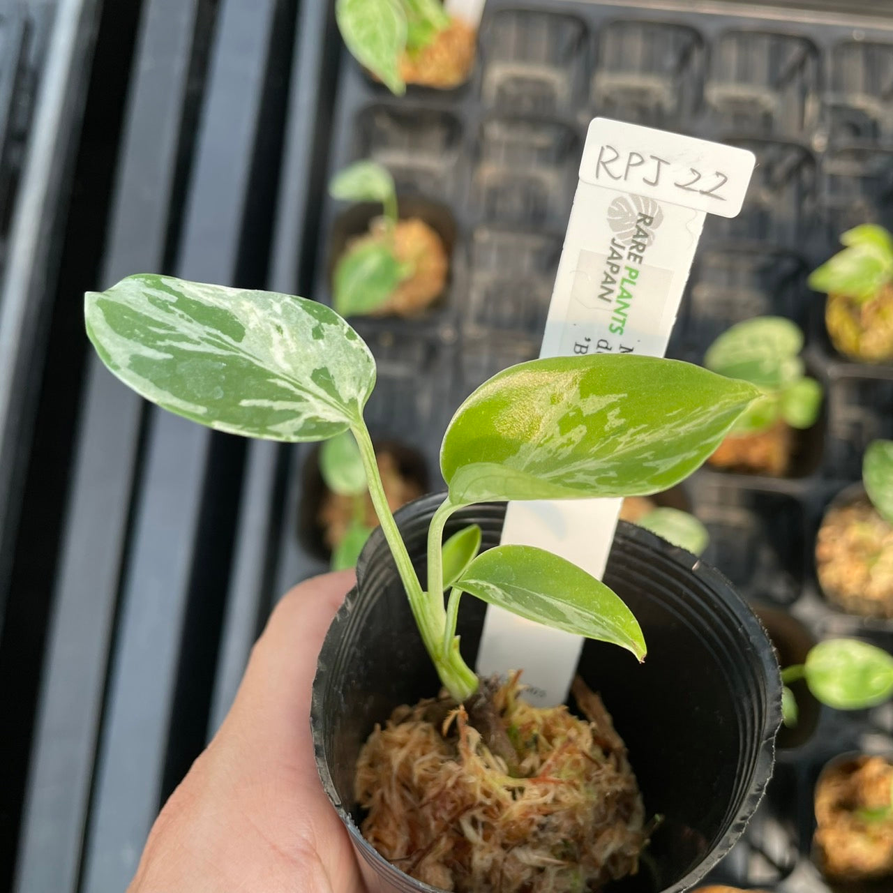 モンステラ デリシオーサ 'バルバソー' 2号