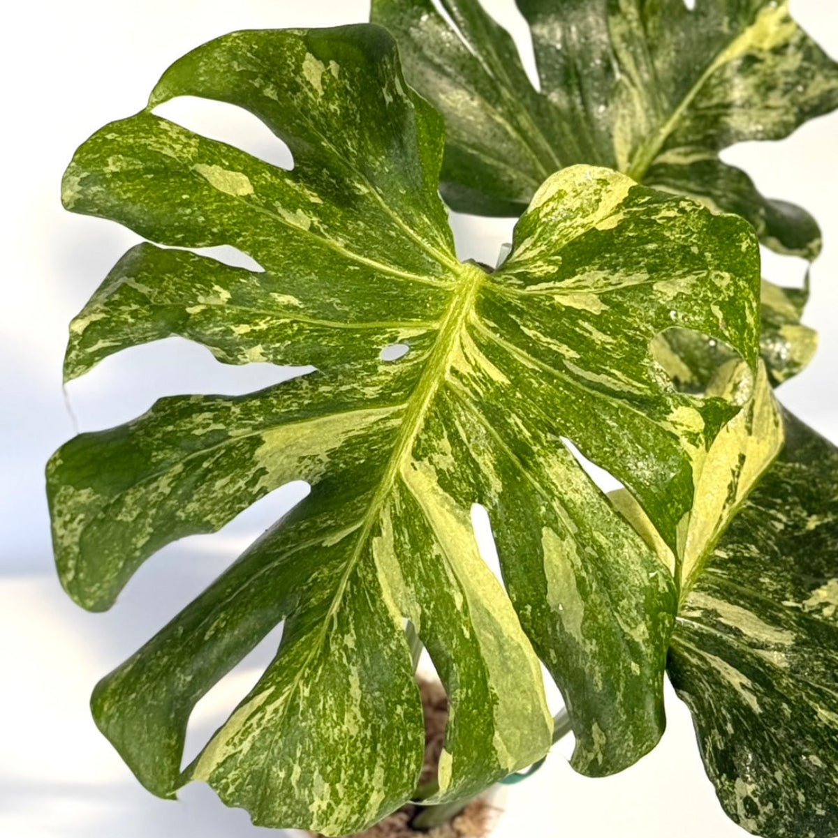 【タイナーセリー直売】モンステラ  デリシオーサ　'オーシャンミント'トップカット【送料着払い】【162】