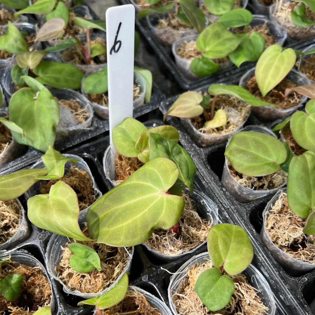 アンスリウムAnthurium （(besseae × debilis) × (‘Dreamweaver’ × papillilaminum ‘Ree Garden’)
