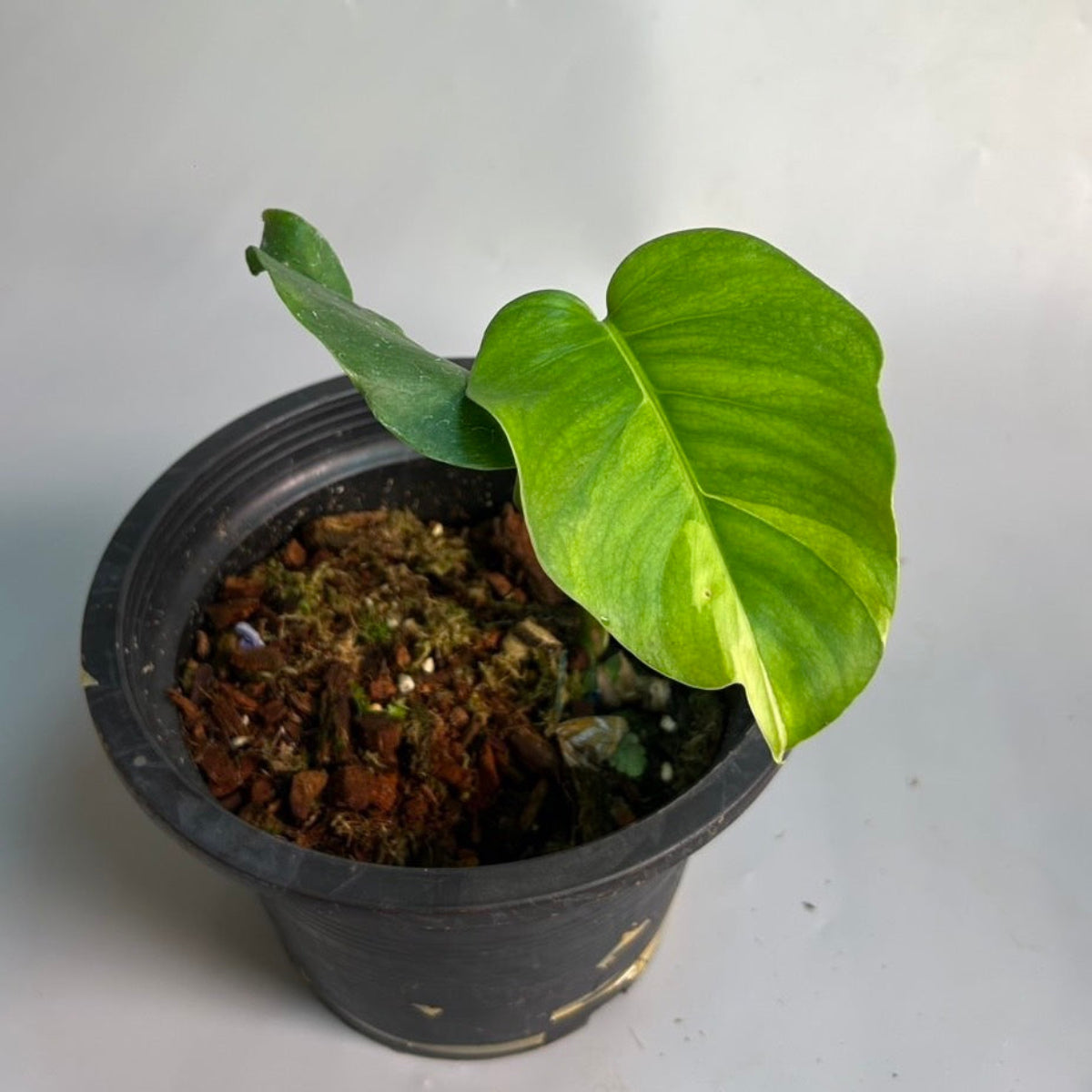観葉植物 – RARE PLANTS JAPAN (レアプランツジャパン)
