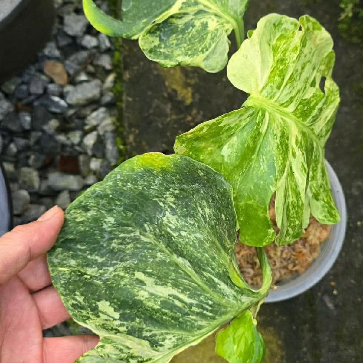 【Live販売】 43番　モンステラ・デリシオーサ 'オーシャンミント'002