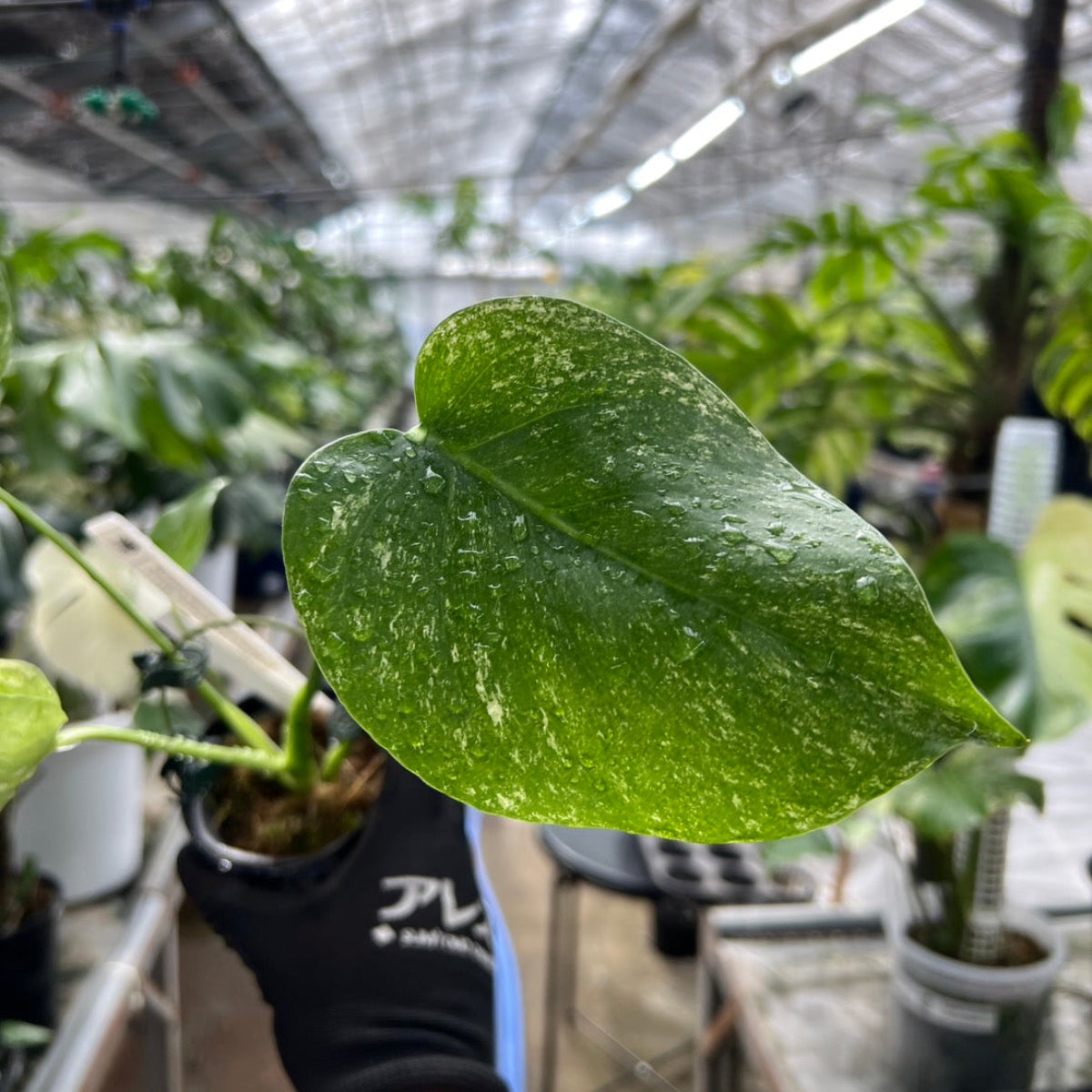 【選択可能】【コレクション】モンステラ　デリシオーサ 'ミント トリカラー' 3号サイズ