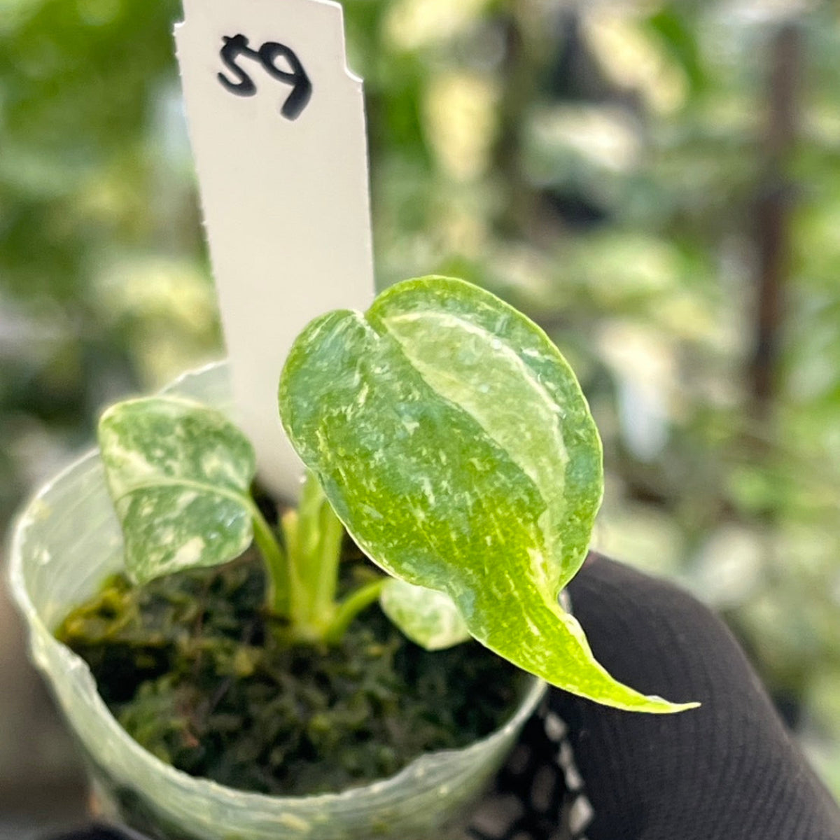 【シロウト園芸選抜株/2号サイズ】モンステラ・デリシオーサ　'タイコンステレーション'