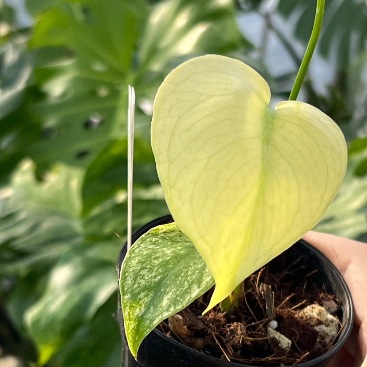 50%OFF【選抜】モンステラ　デリシオーサ 'ホワイトモンスター'