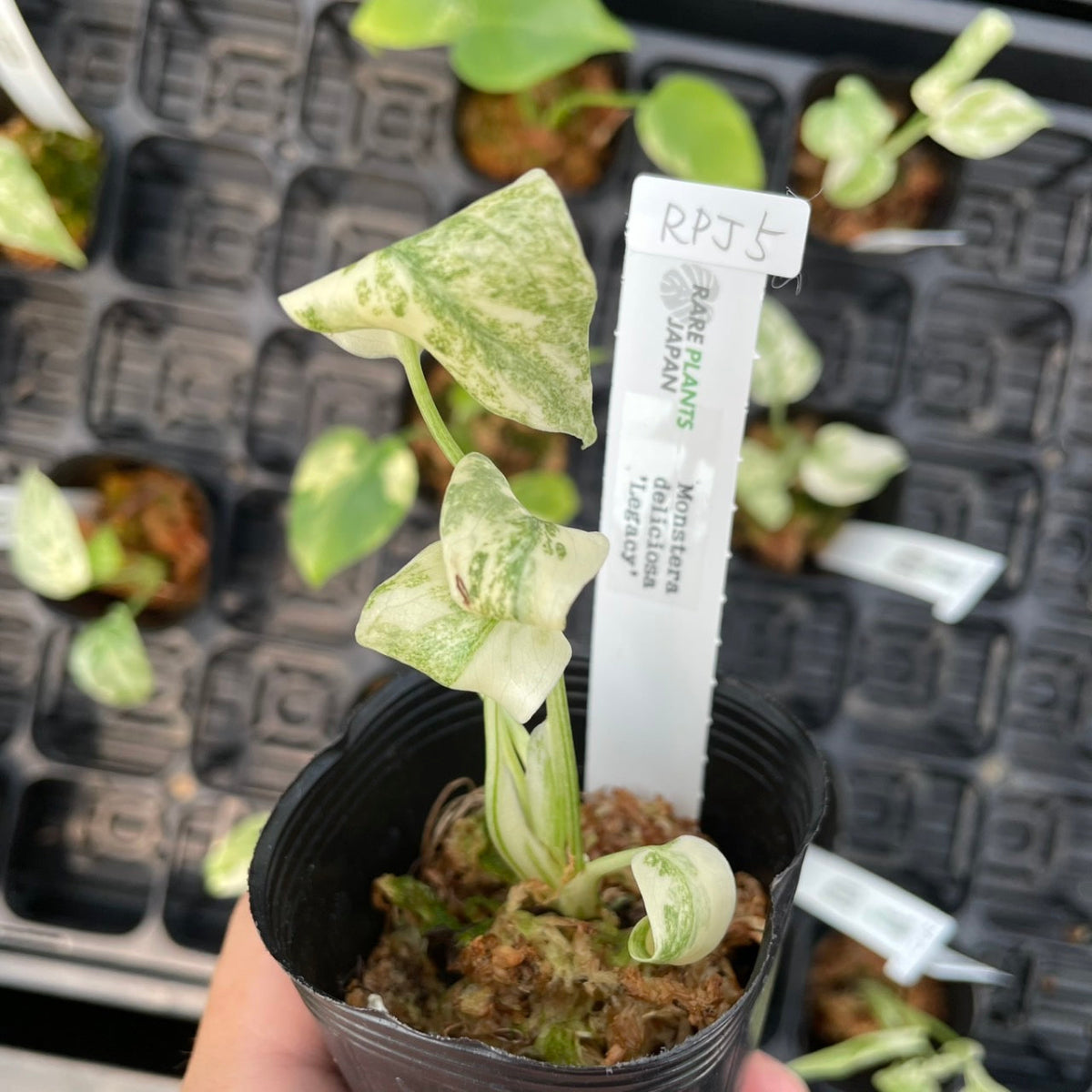 厳選】モンステラ デリシオーサ 'レガシー' 2号 – RARE PLANTS JAPAN