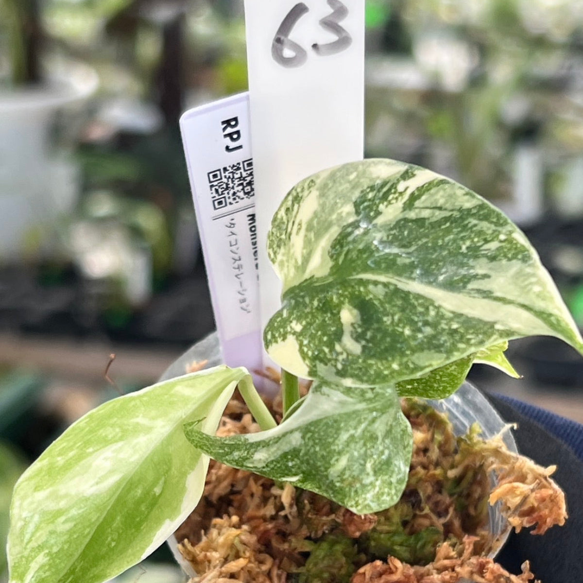 【シロウト園芸選抜株2号サイズ】モンステラ・デリシオーサ　'タイコンステレーション'