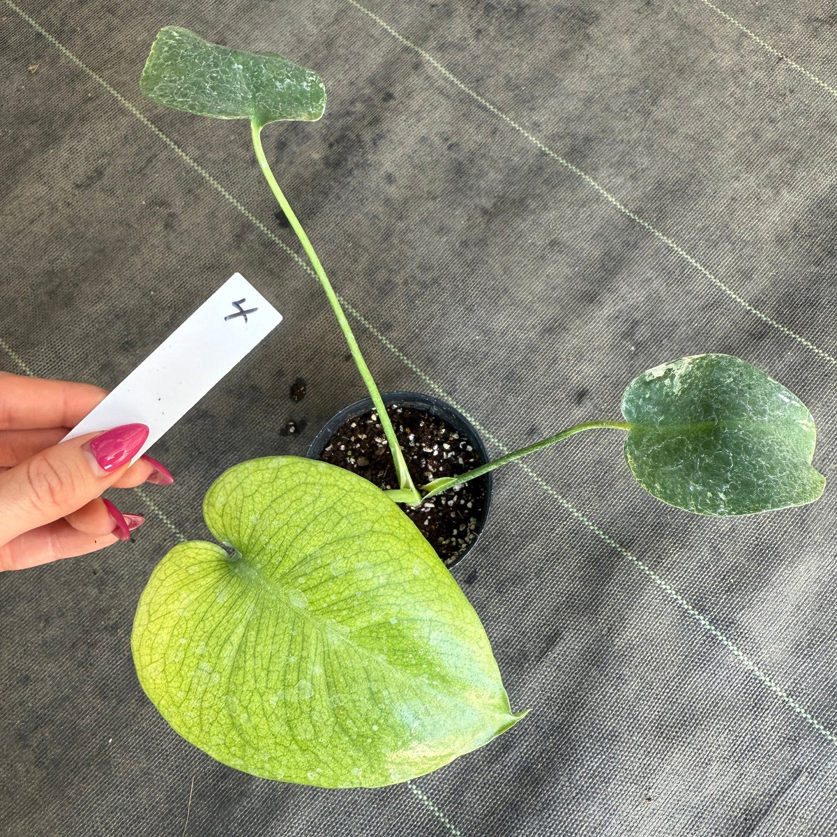 スペシャルセール【選抜】モンステラ　デリシオーサ 'ホワイトモンスター' 3.5号