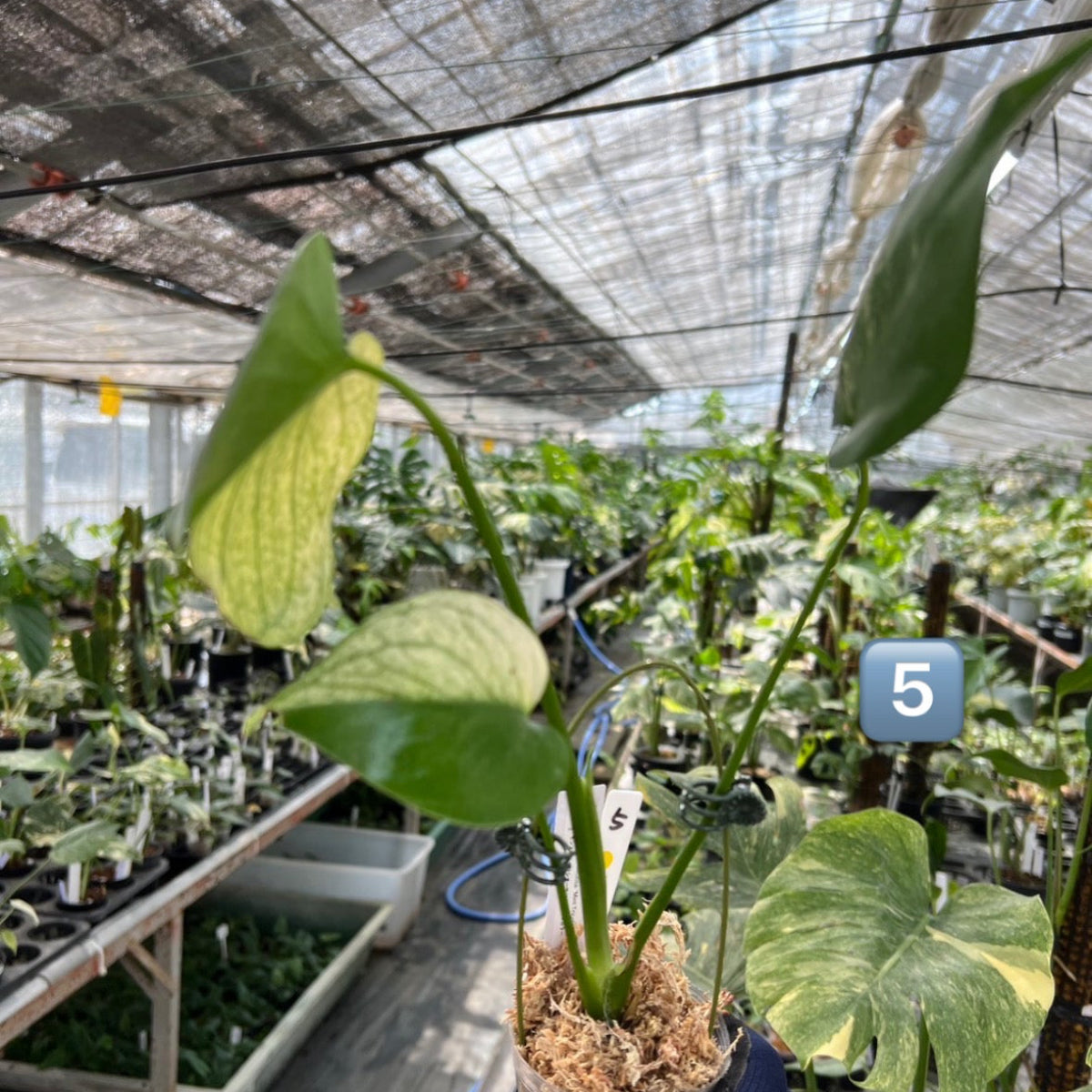 【選択可能】【コレクション】モンステラ　デリシオーサ 'ミント トリカラー' 3号サイズ