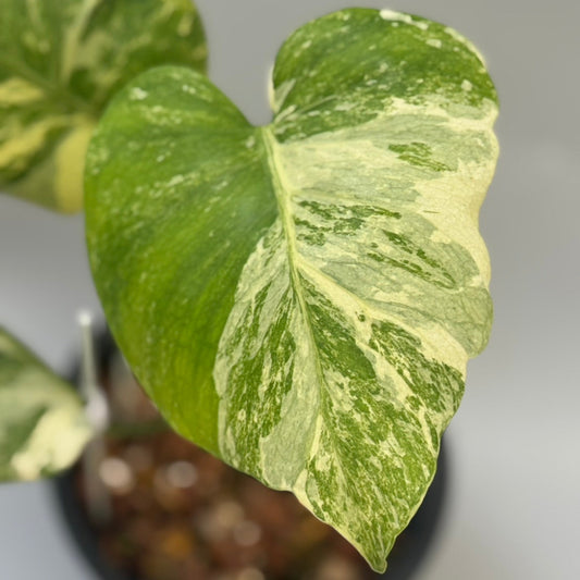 【タイナーセリー直売】モンステラ・デリシオーサ 'オーシャンミント'【送料着払い】【120】