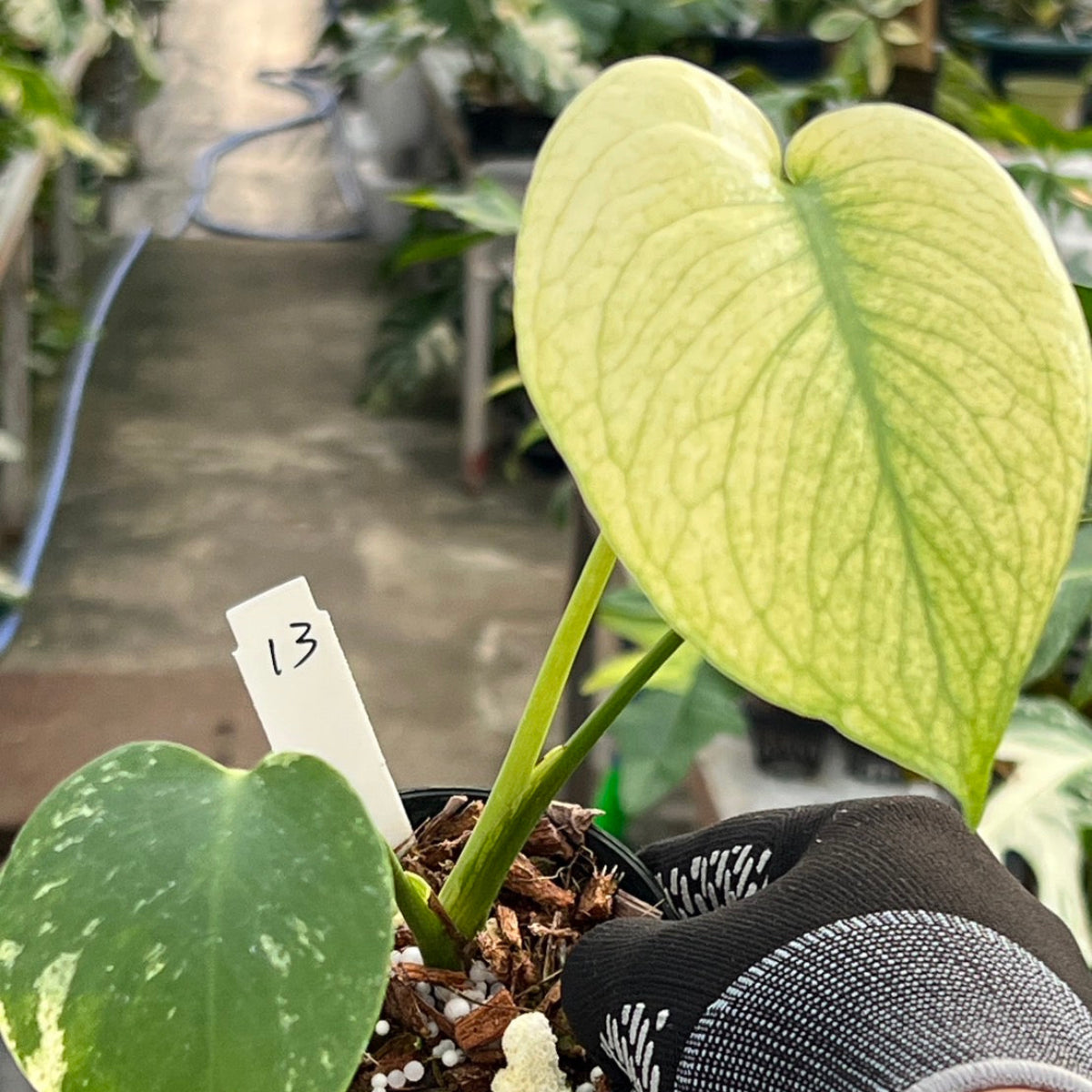 クリスマスセール【選抜】モンステラ　デリシオーサ 'ホワイトモンスター' 3号