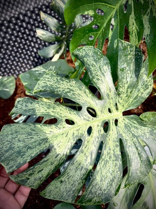 【３日間限定受付/予約販売】モンステラ・デリシオーサ 'ベトシオーサ'