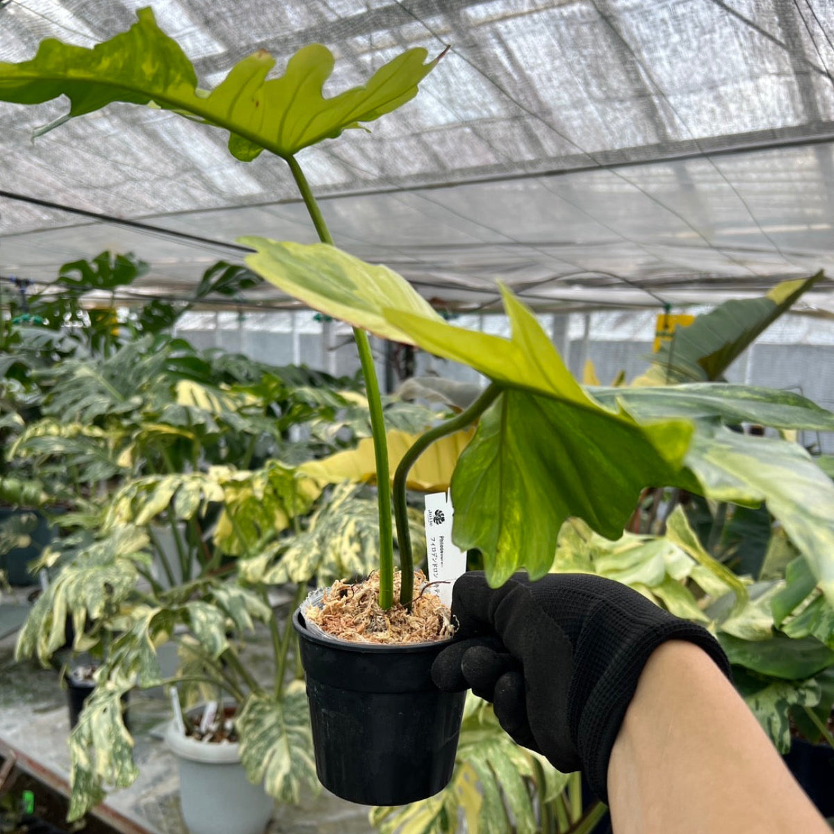 フィロデンドロン　キティナ　フロリダビューティー×マヨイ　斑入り フィロデンドロン キティナ フロリダビューティー×マヨイ 斑入り