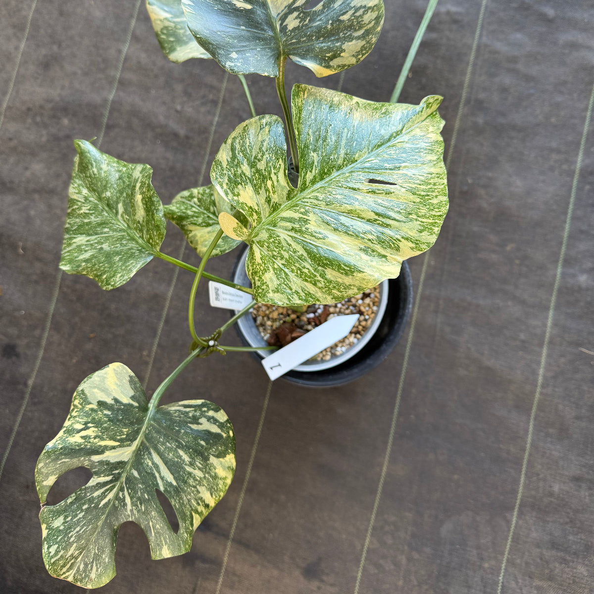 【2芽有り】モンステラ デリシオーサ  'タイコンステレーション クリームブリュレ'