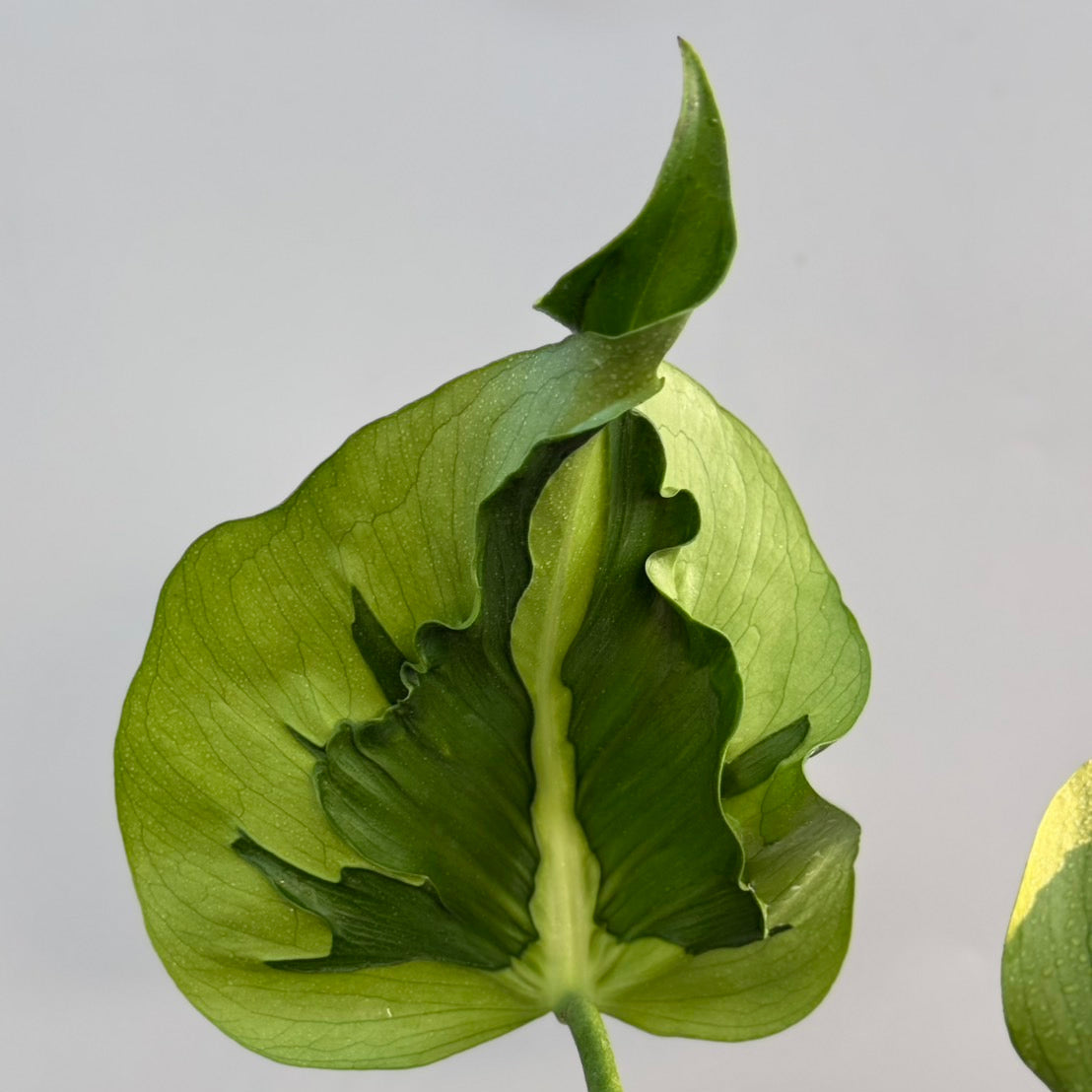 全植物一覧 – RARE PLANTS JAPAN (レアプランツジャパン)