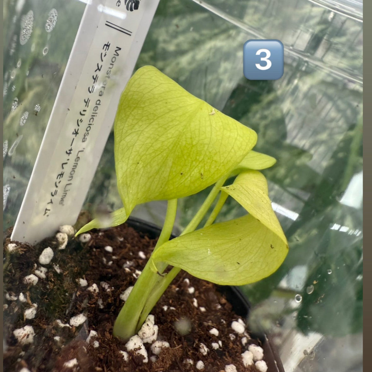 60%OFF【希少/選抜】モンステラ　デリシオーサ 'レモンライム'