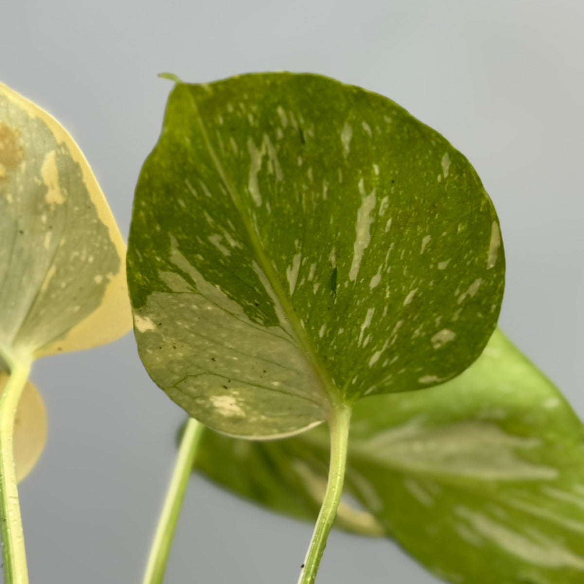 予約販売6-384】モンステラ デリシオーサ 'メデューサ' – RARE PLANTS