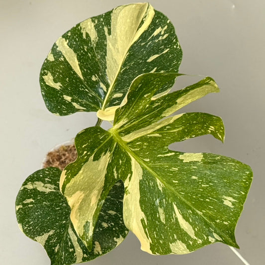 【タイナーセリー直売】モンステラ・デリシオーサ 'メデューサ'【送料着払い】【108】