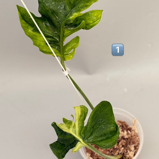 【タイナーセリー直売】 021番　モンステラ・デリシオーサ 'フラミシト'【送料着払い】