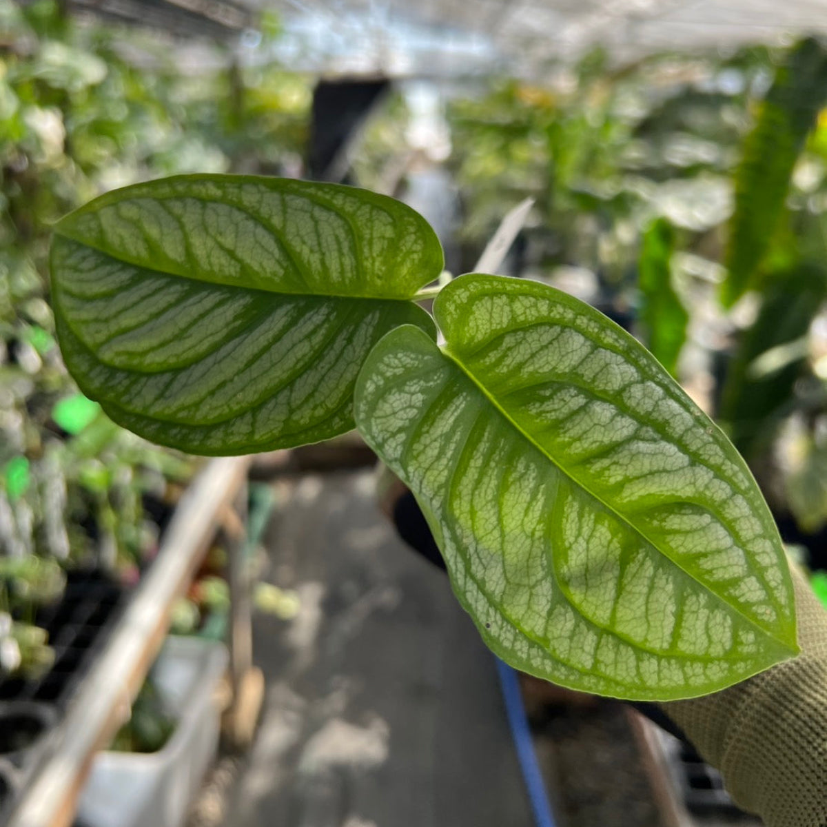 モンステラ シルテペカナ　2号　