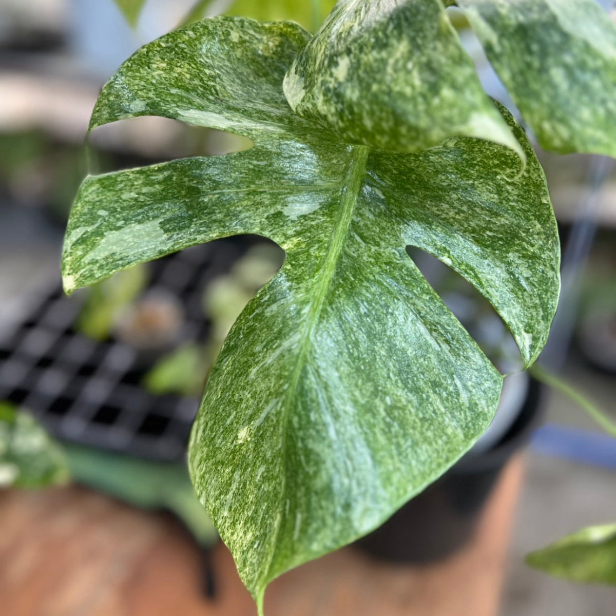 【コレクション】モンステラ　デリシオーサ 'タイコンステレーション プラチナム'