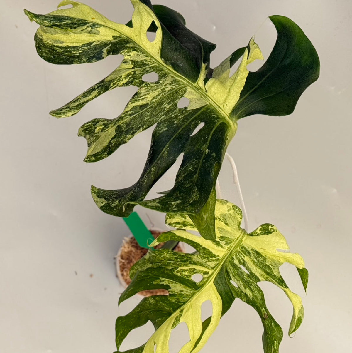 【タイナーセリー直売】 024番　モンステラ・デリシオーサ 'オーシャン　ミューテーション'【送料着払い】