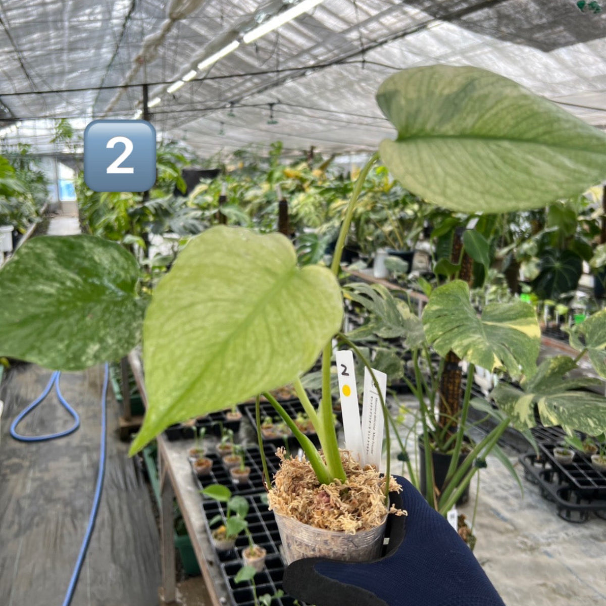 【選択可能】【コレクション】モンステラ　デリシオーサ 'ミント トリカラー' 3号サイズ