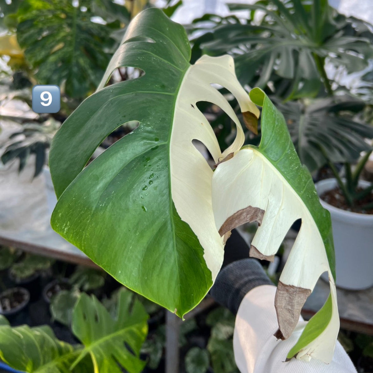 【選抜】モンステラ・デリシオーサ var.ボルシギアナ 'アルボ(ホワイトタイガー)'