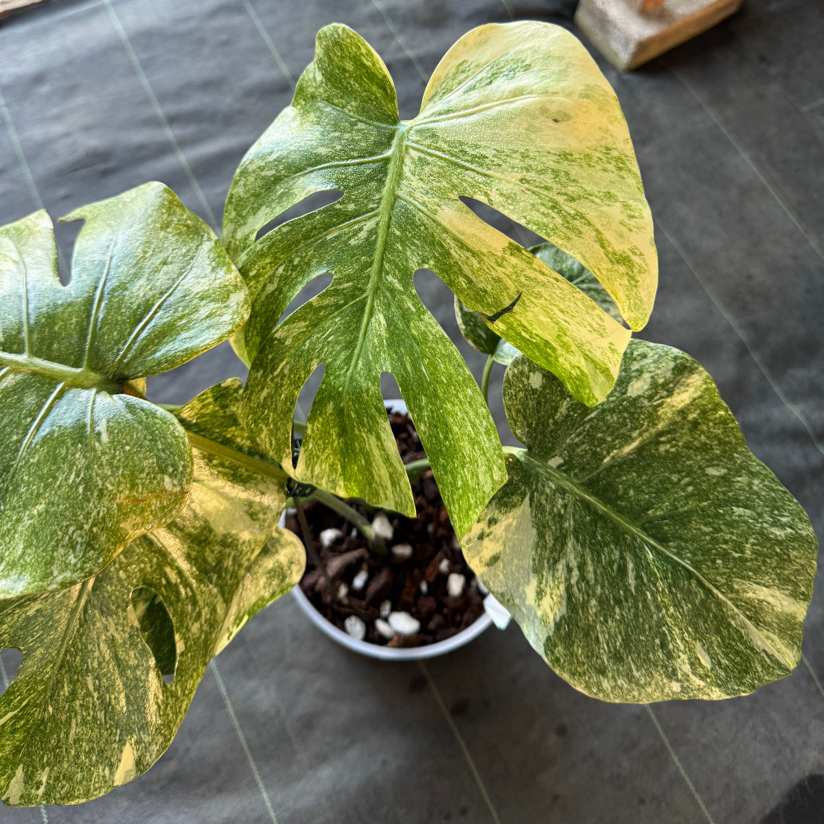 【希少】モンステラ デリシオーサ  'レガシー' カット苗　発根確認済