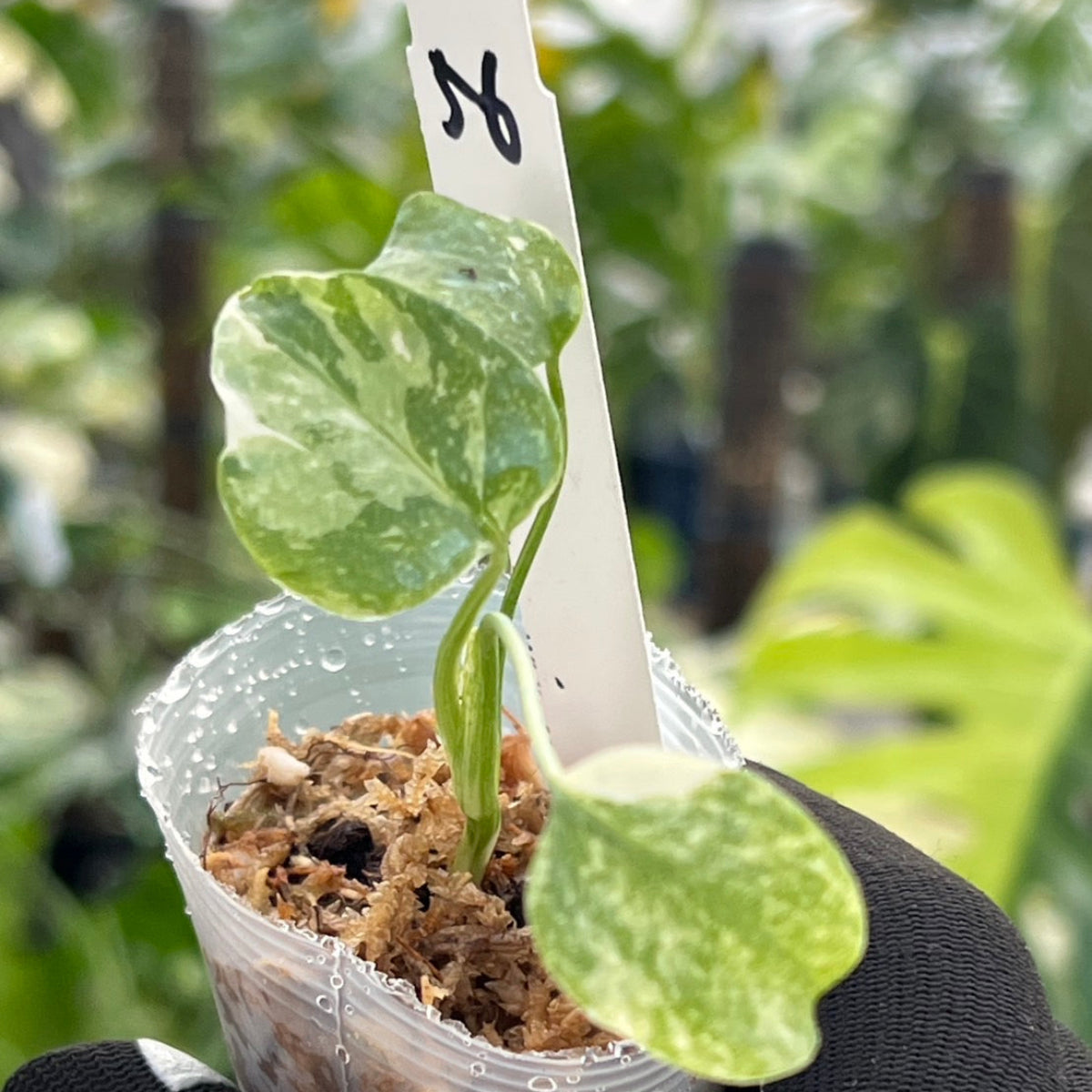 シロウト園芸選抜株/2号サイズ】モンステラ・デリシオーサ 'タイ