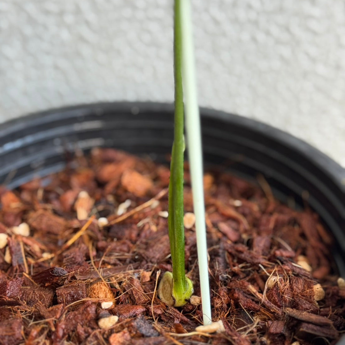 全植物一覧 – RARE PLANTS JAPAN (レアプランツジャパン)