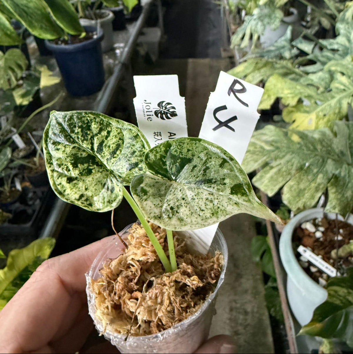 シロウト園芸選抜】【希少】アロカシア 'ドラゴンスケール' ミント 2号