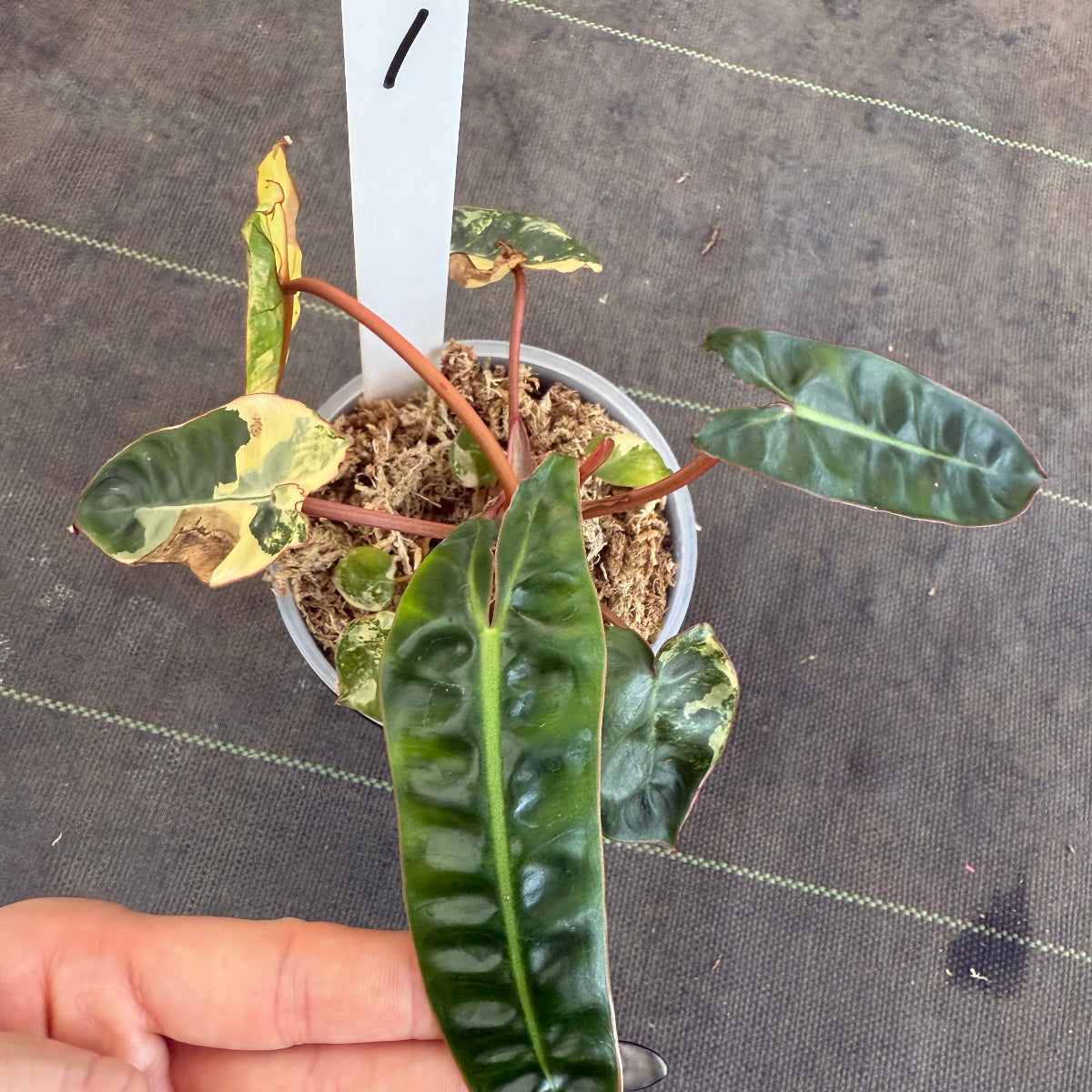 【再入荷】フィロデンドロン・ビレッティア 斑入り 3.5号サイズ