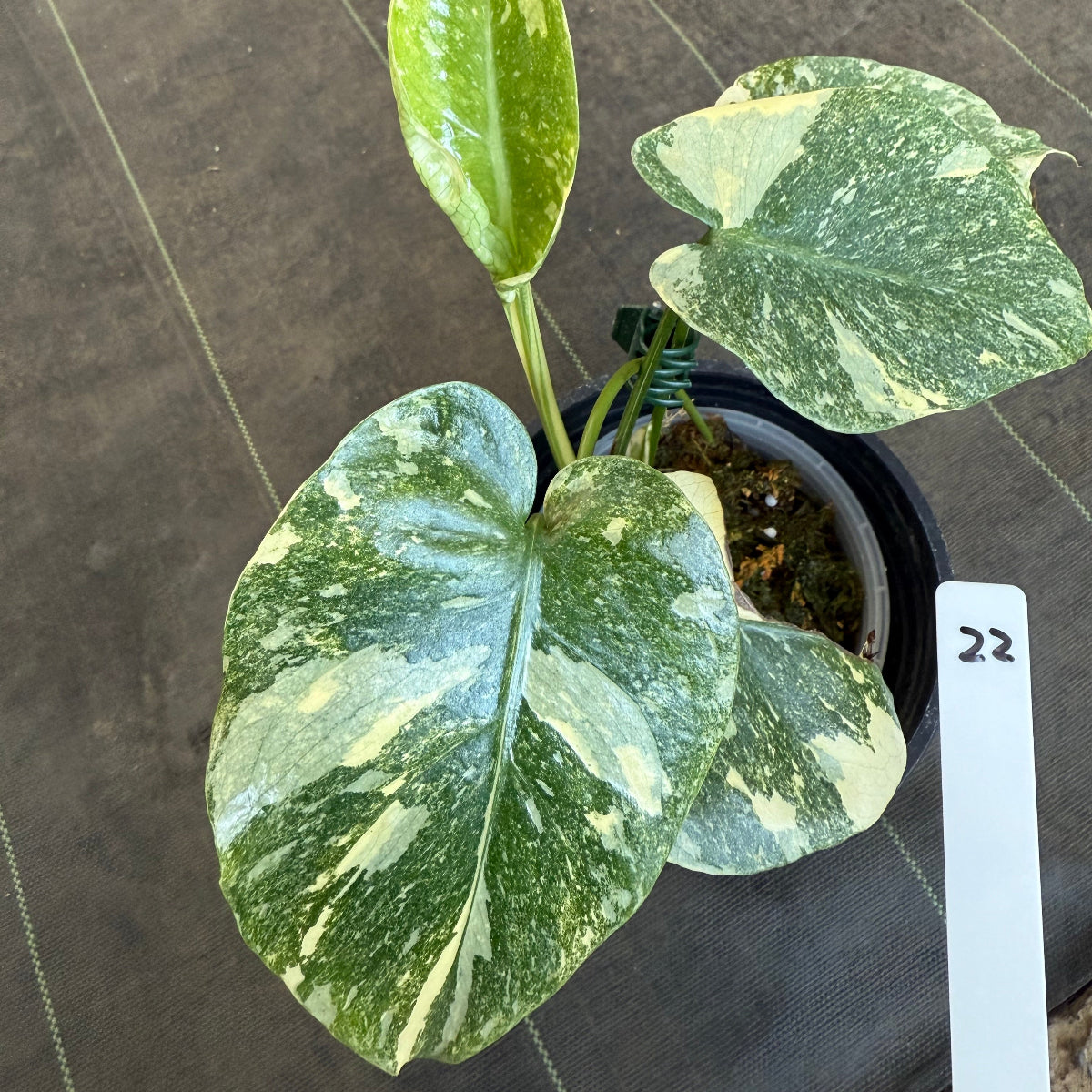 全植物一覧 – RARE PLANTS JAPAN (レアプランツジャパン)