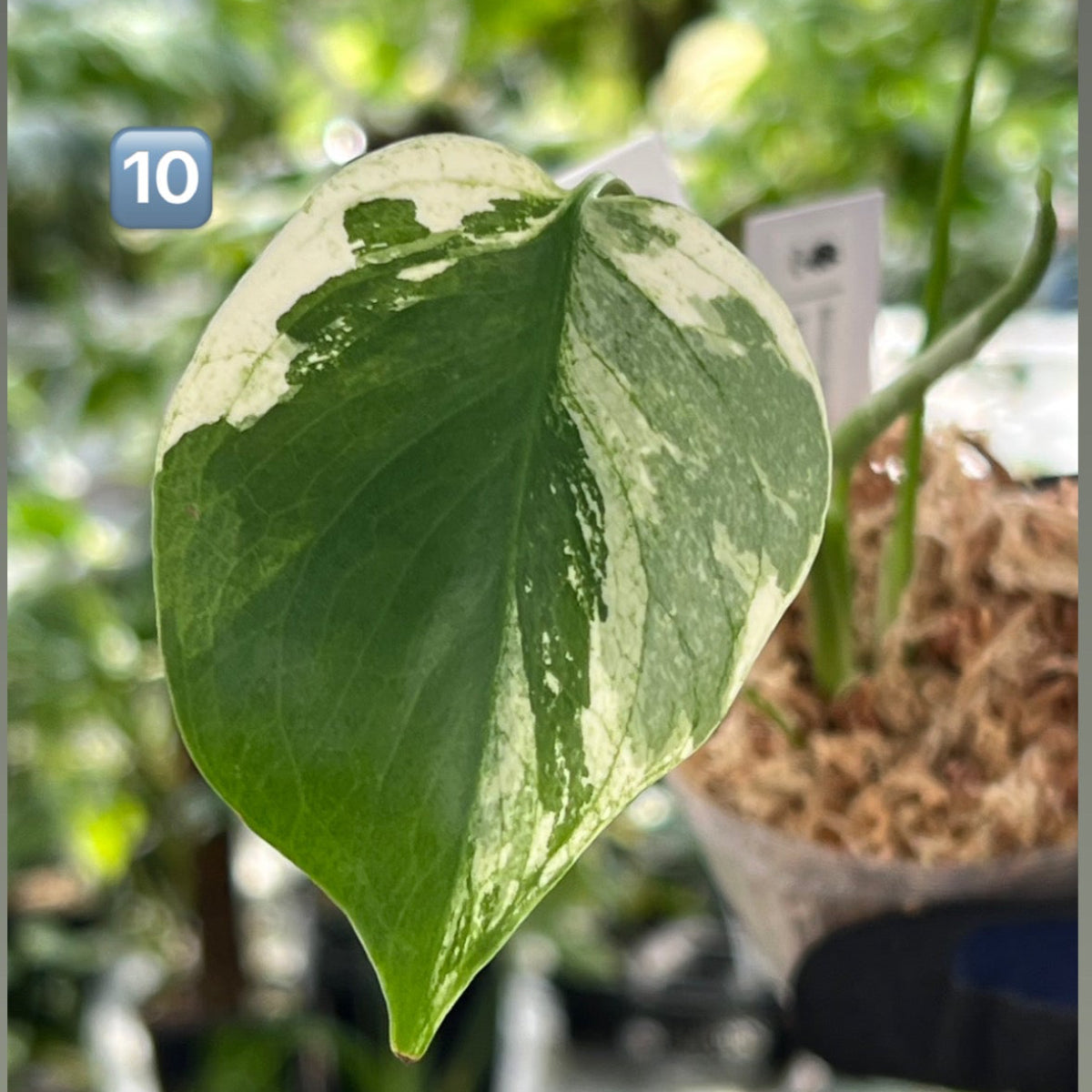 【選択可能】【コレクション】モンステラ　デリシオーサ 'ミント トリカラー' 3号サイズ