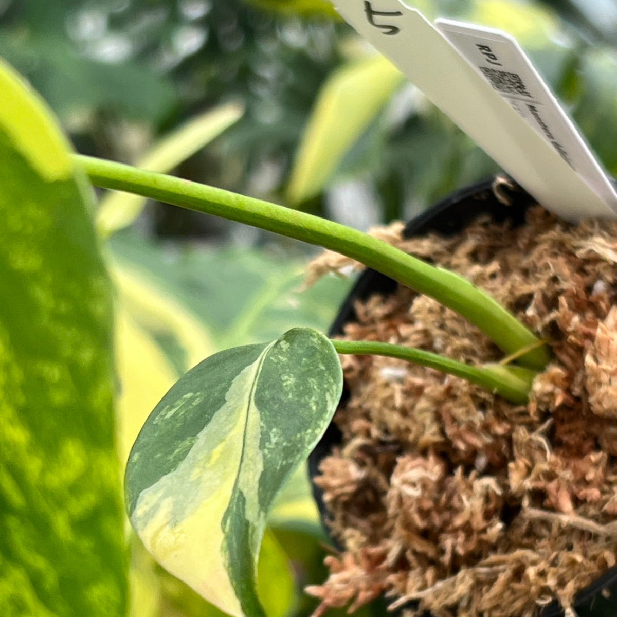 モンステラ・デリシオーサ 'イエローマリリン' 3号 TC株 順化済み