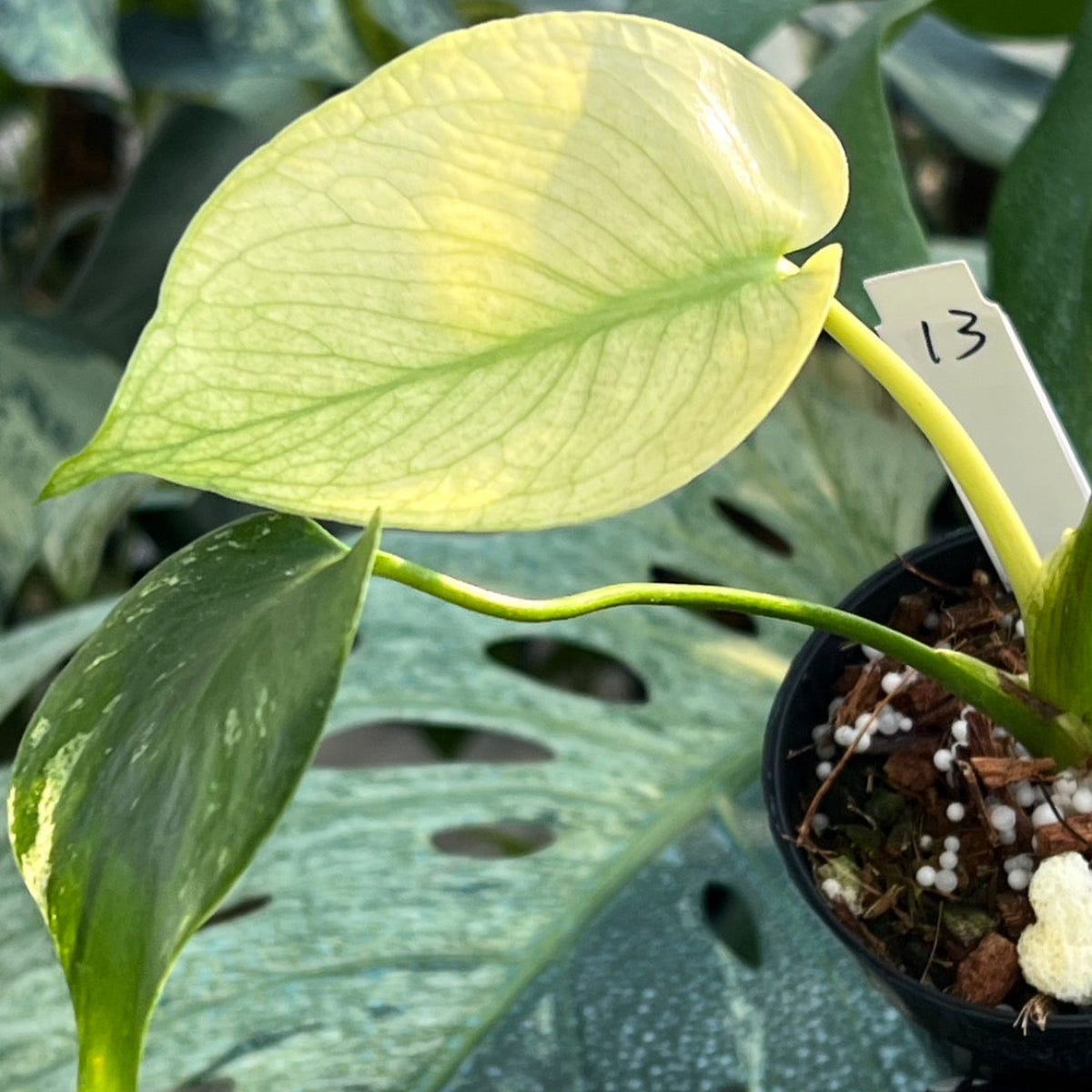 クリスマスセール【選抜】モンステラ　デリシオーサ 'ホワイトモンスター' 3号