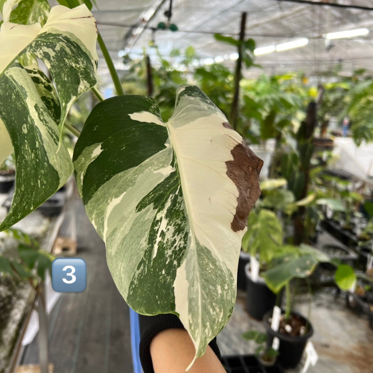 選抜】モンステラ・デリシオーサ var.ボルシギアナ 'アルボ(ホワイト