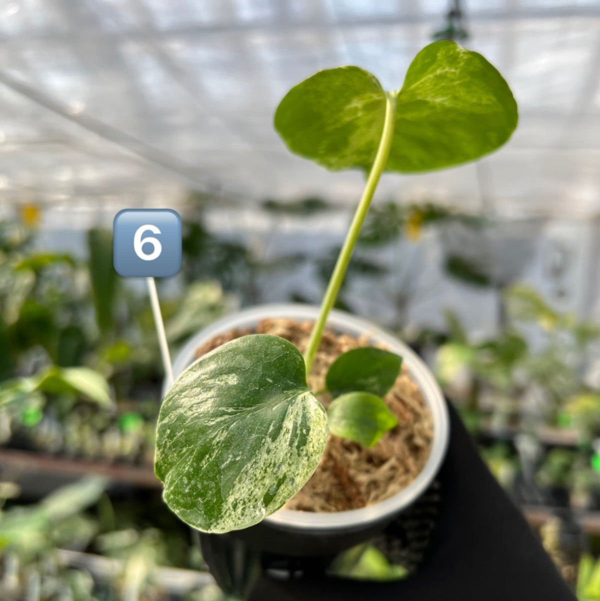 【希少/コレクション】モンステラ・デリシオーサ 'ベトシオーサ' TC苗順化済み