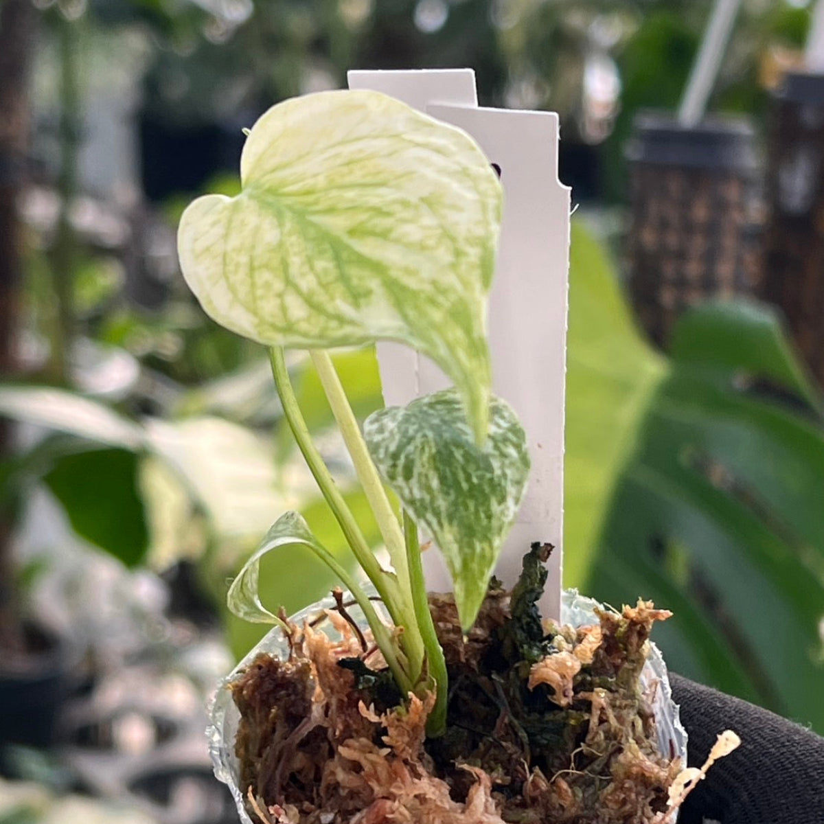 【限定2株/シロウト園芸選抜】モンステラ デリシオーサ  'ミント 斑入り'2号