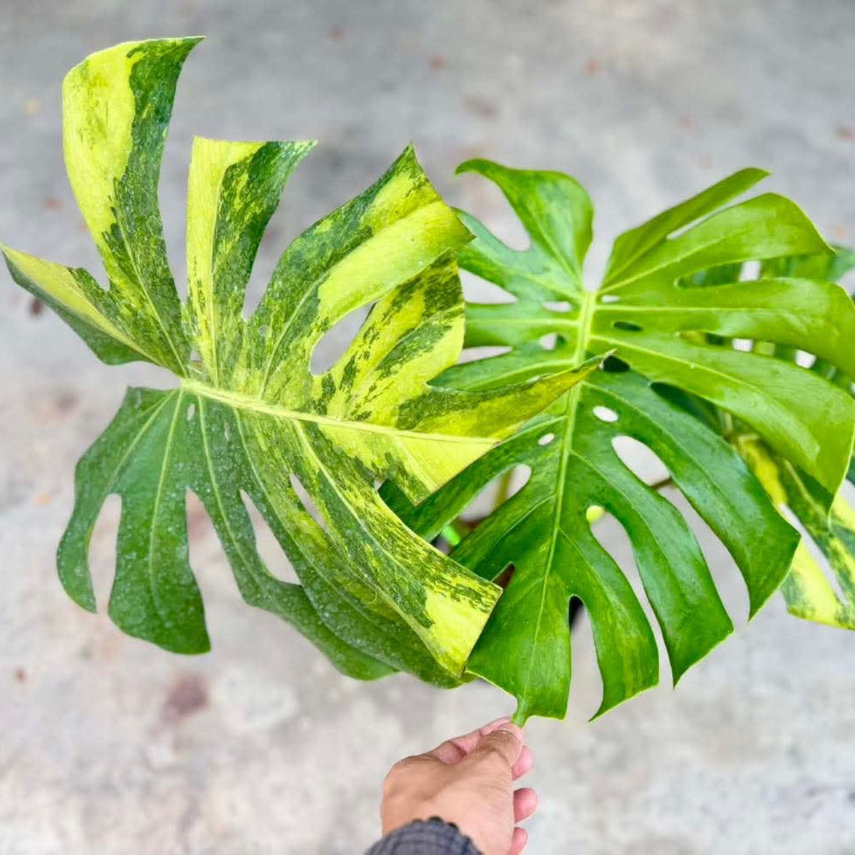 【Live販売】 38番　モンステラ・デリシオーサ NOID『005』