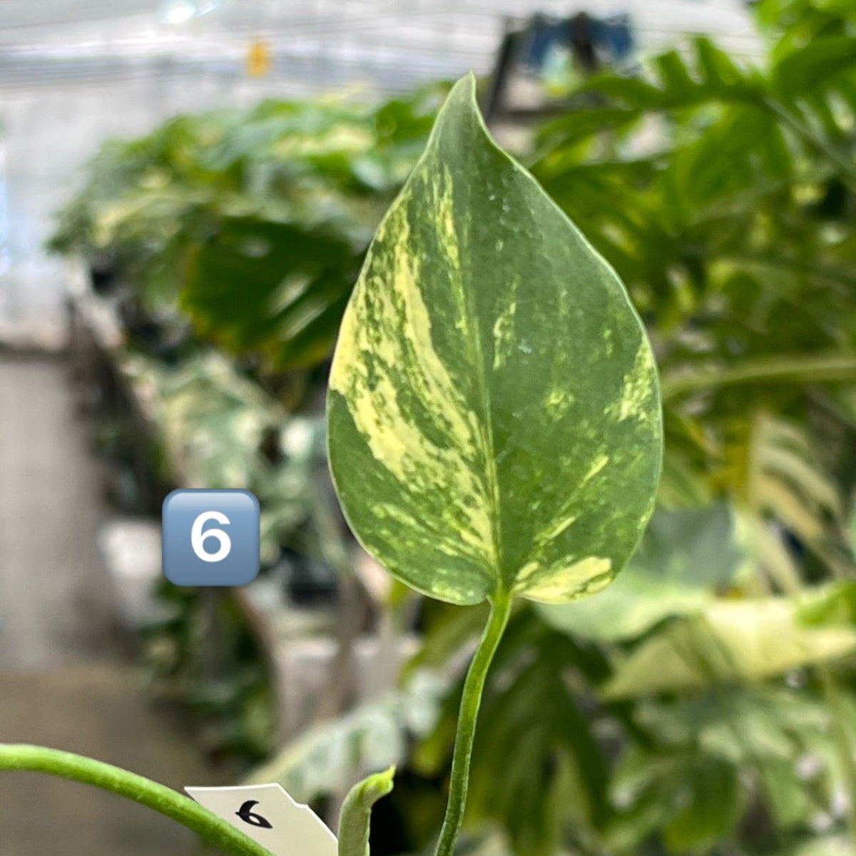 モンステラ・デリシオーサ 'イエローマリリン' 2号 TC株 順化済み