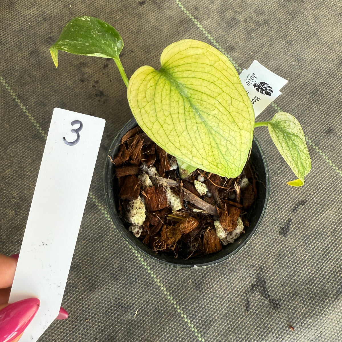 スペシャルセール【選抜】モンステラ　デリシオーサ 'ホワイトモンスター' 3.5号