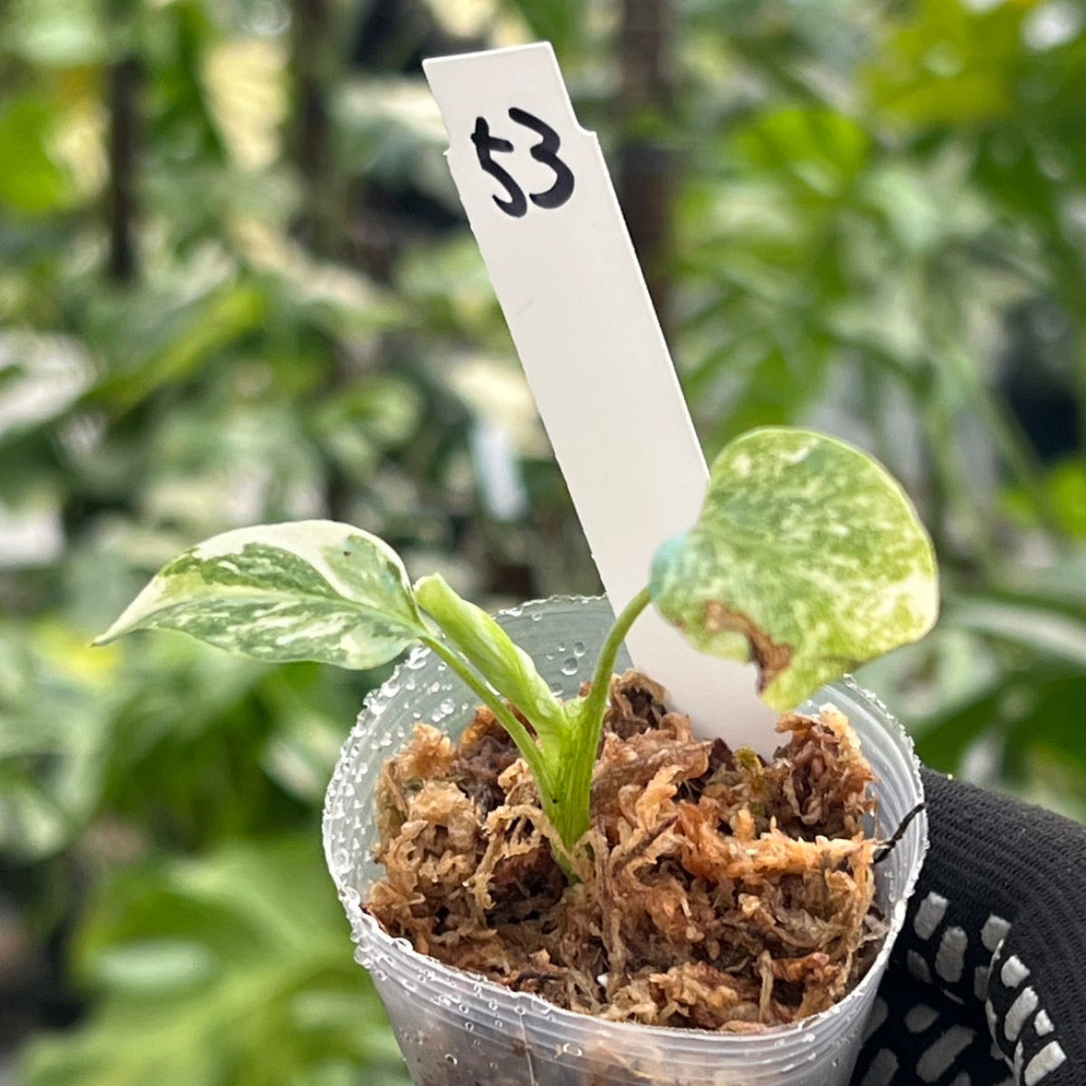 【シロウト園芸選抜株/2号サイズ】モンステラ・デリシオーサ　'タイコンステレーション'