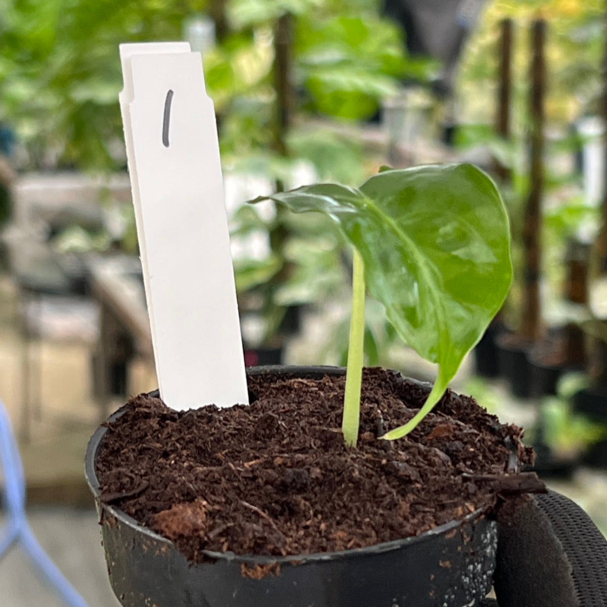 希少】アロカシア 'ベノム(ヴェノム)' 順化済み – RARE PLANTS