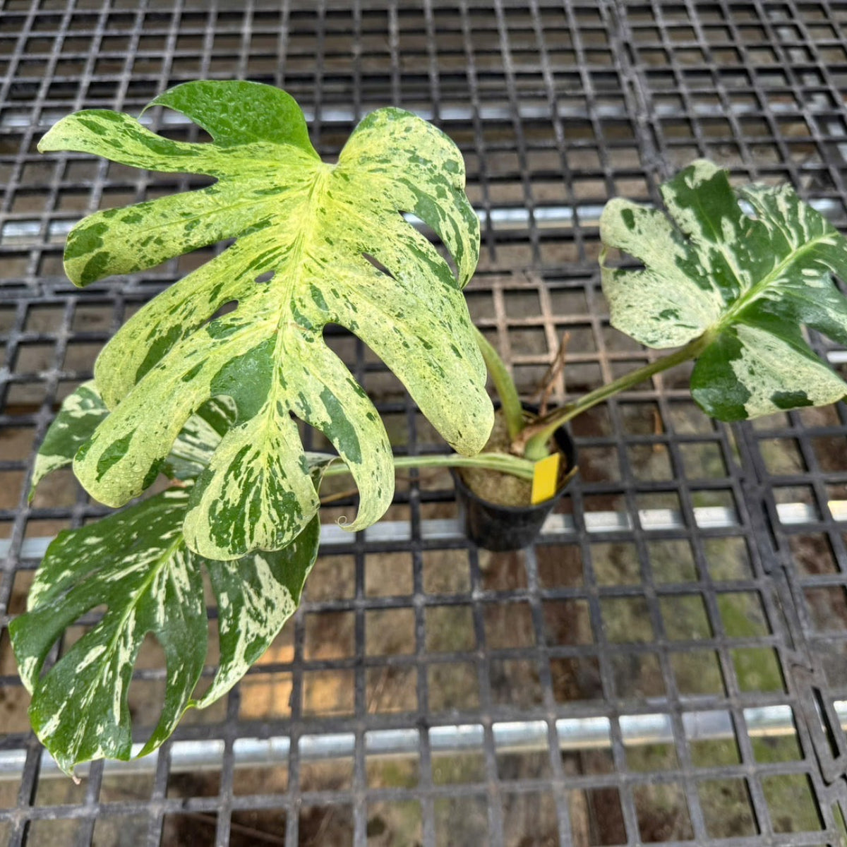 3日間限定受付/予約販売】モンステラ・デリシオーサ 'ベトシオーサ