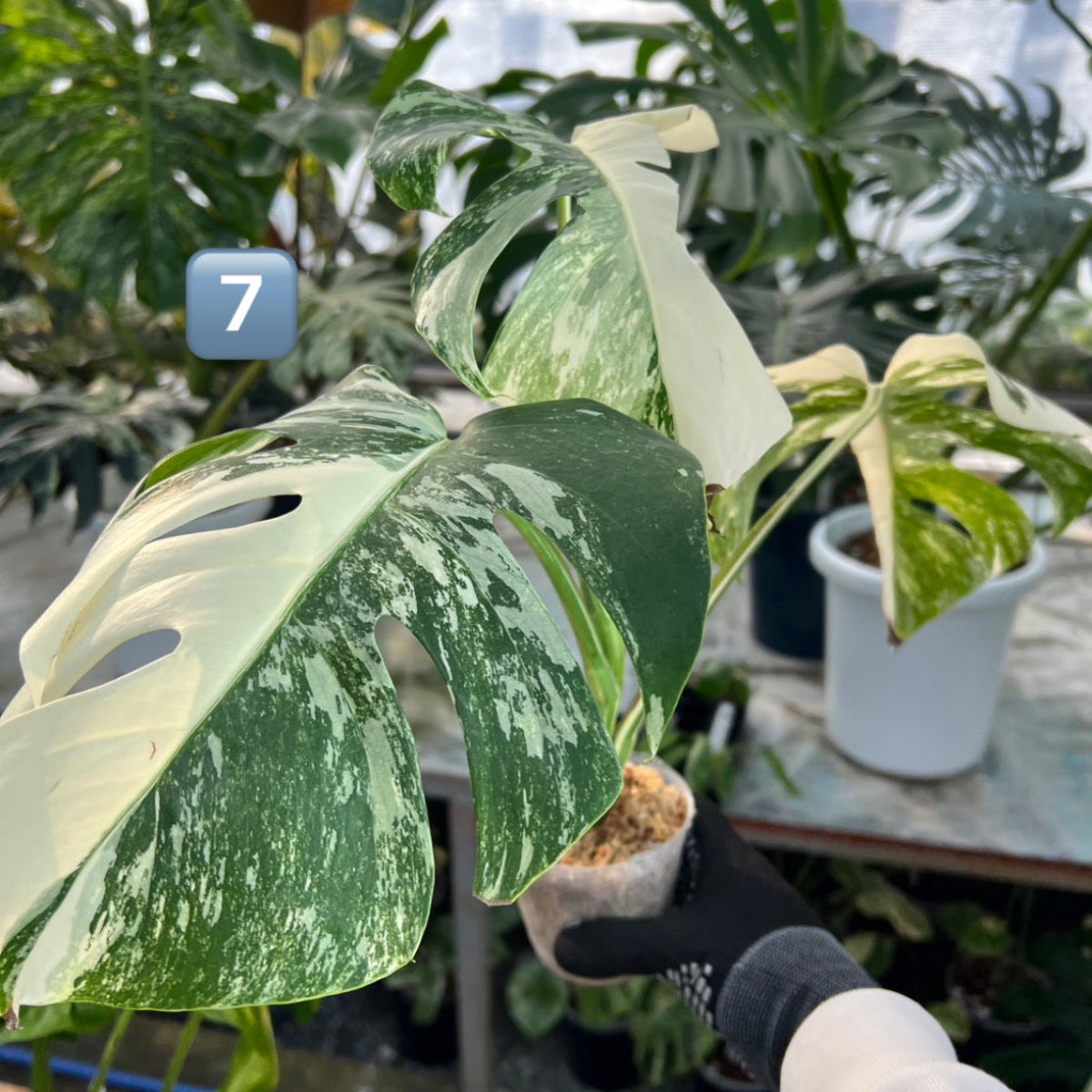 全植物一覧 – RARE PLANTS JAPAN (レアプランツジャパン)