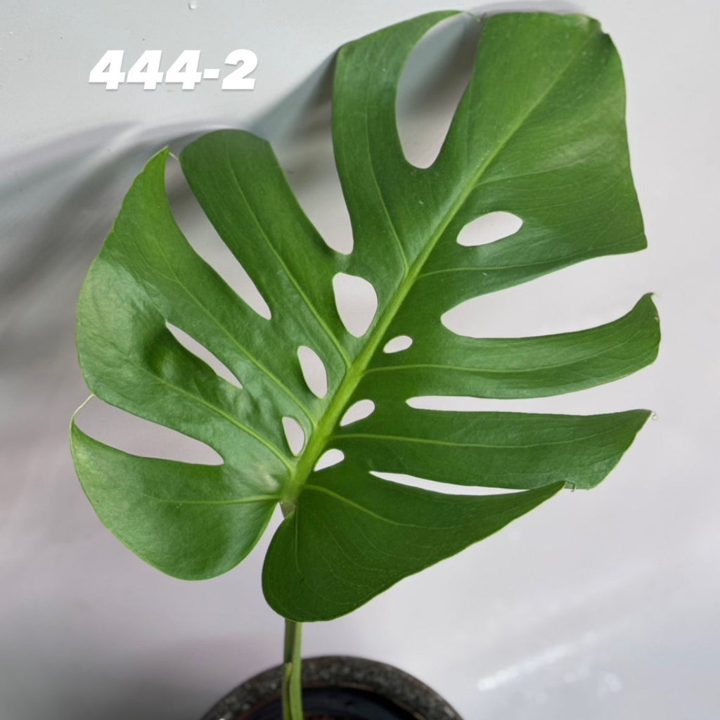 【予約販売7-444-1/2】モンステラ　デリシオーサ 'NO6'